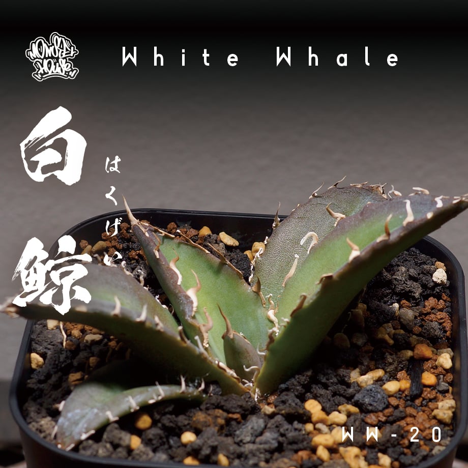 アガベ！白鯨！チタノタ！ アガベ チタノタ 白鯨/ww-20 | アガベ専門店 モンスターハウス