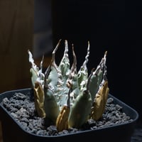 アガベ オアハカ オテロイ/ 親株 ox-08 | アガベ専門店 モンスターハウス