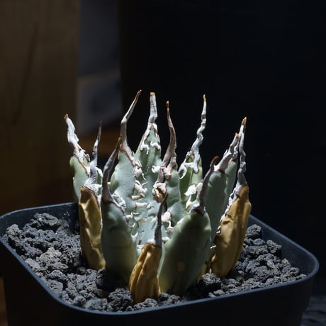 クトゥルフ　アガベ　ユタエンシス　yeitao アガベ ユタエンシス | hanayoshi-botanical