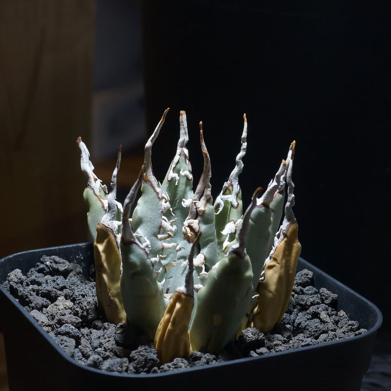 a72 アガベ ユタエンシス エボリスピナ アガベ ユタエンシス エボリスピナ | STELLA.PLANTS