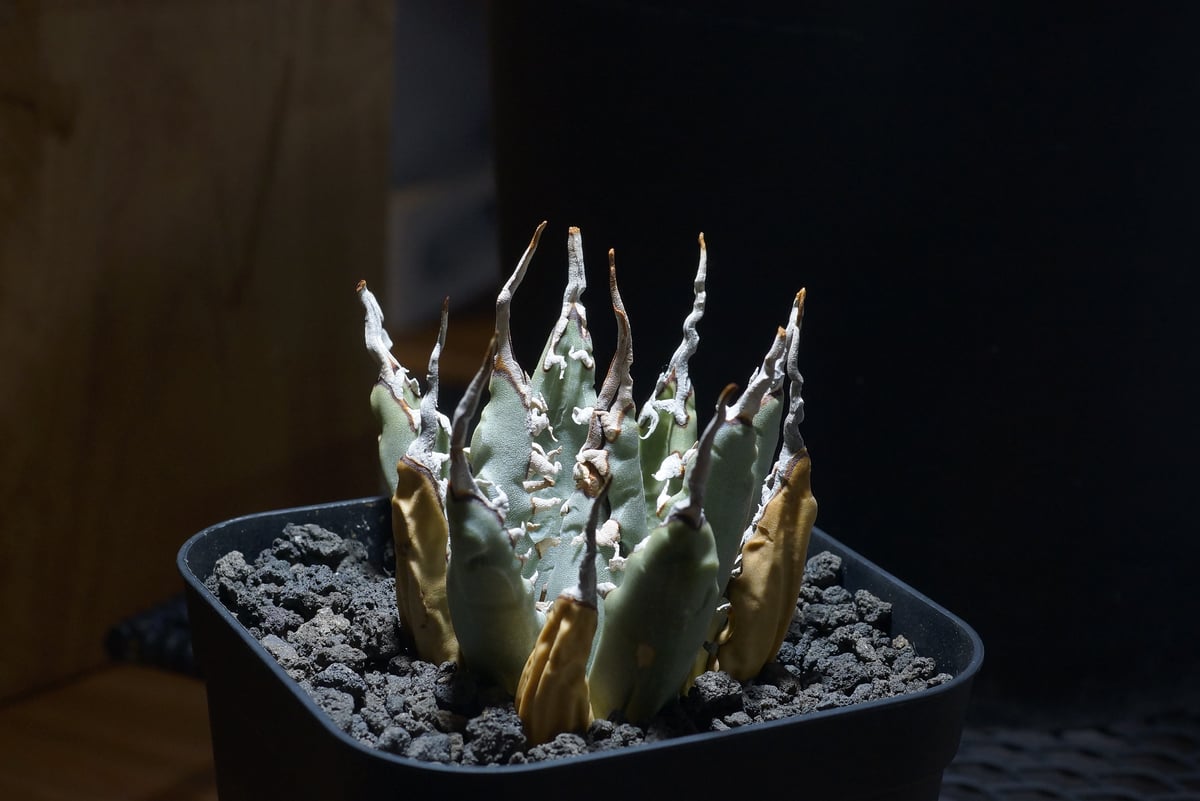 113 アガベ ユタエンシス エボリスピナ アガベ ユタエンシス エボリスピナ | STELLA.PLANTS