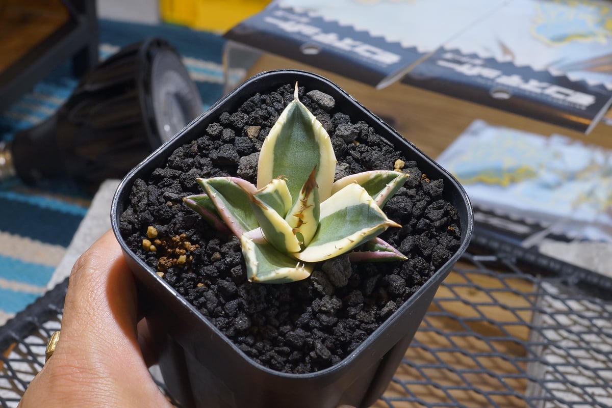 アガベ チタノタ スナグルトゥース 暴牙 /ST-03 | アガベ専門店