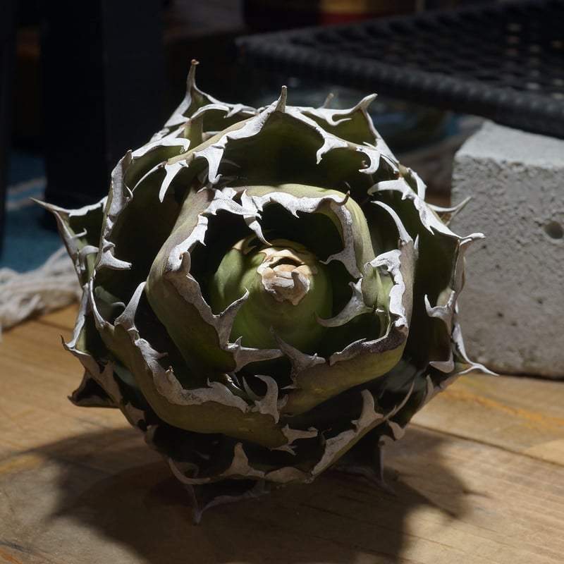 アガベ チタノタ 鬼爪 / OT-02 | アガベ専門店 モンスターハウス