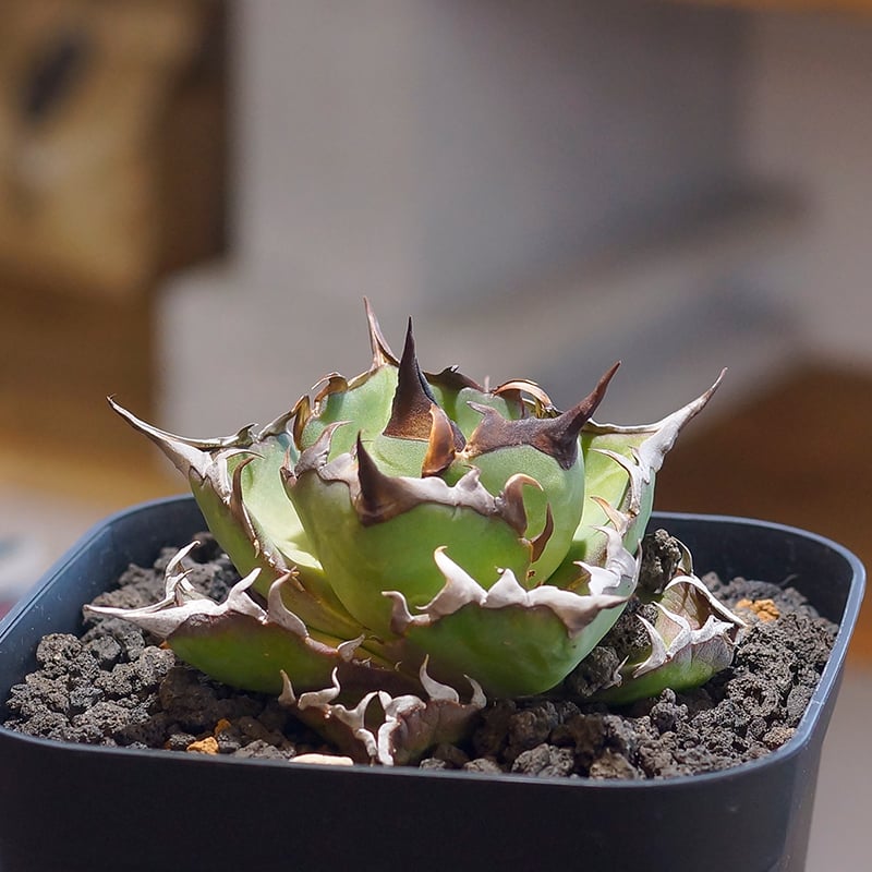 アガベ チタノタ ハデス / 黒帝斯 HD-04 | アガベ専門店 モンスターハウス