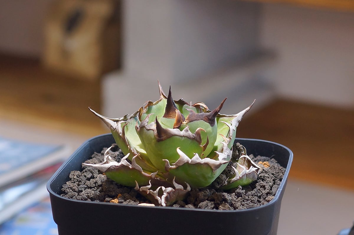 非売品級★アガベ　 チタノタ　ハデス　黒帝斯 Hades 優良血統 非売品級☆アガベ チタノタ ハデス 黒帝斯 Hades 子株 優良血統 アガベ