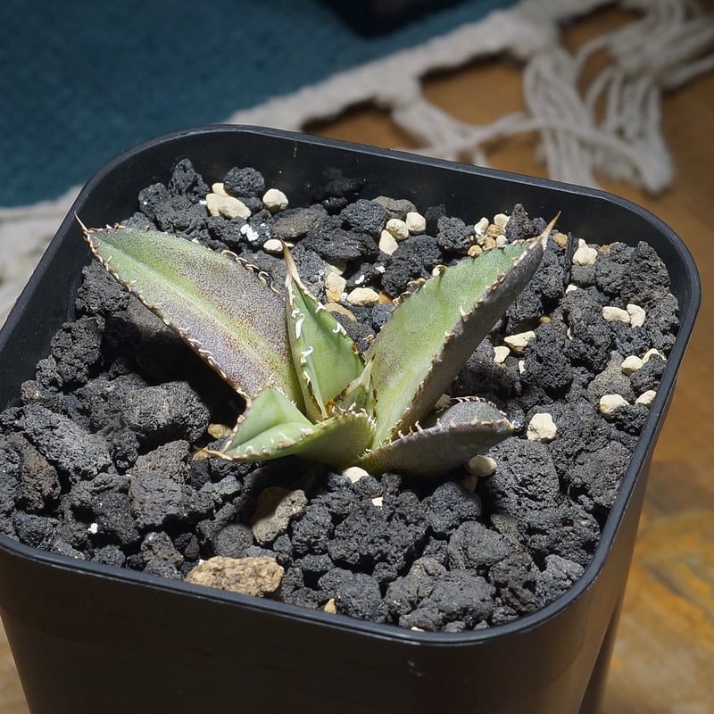 アガベ チタノタ Dennis 040 キングアーサー/ Dragon Agave産 D04