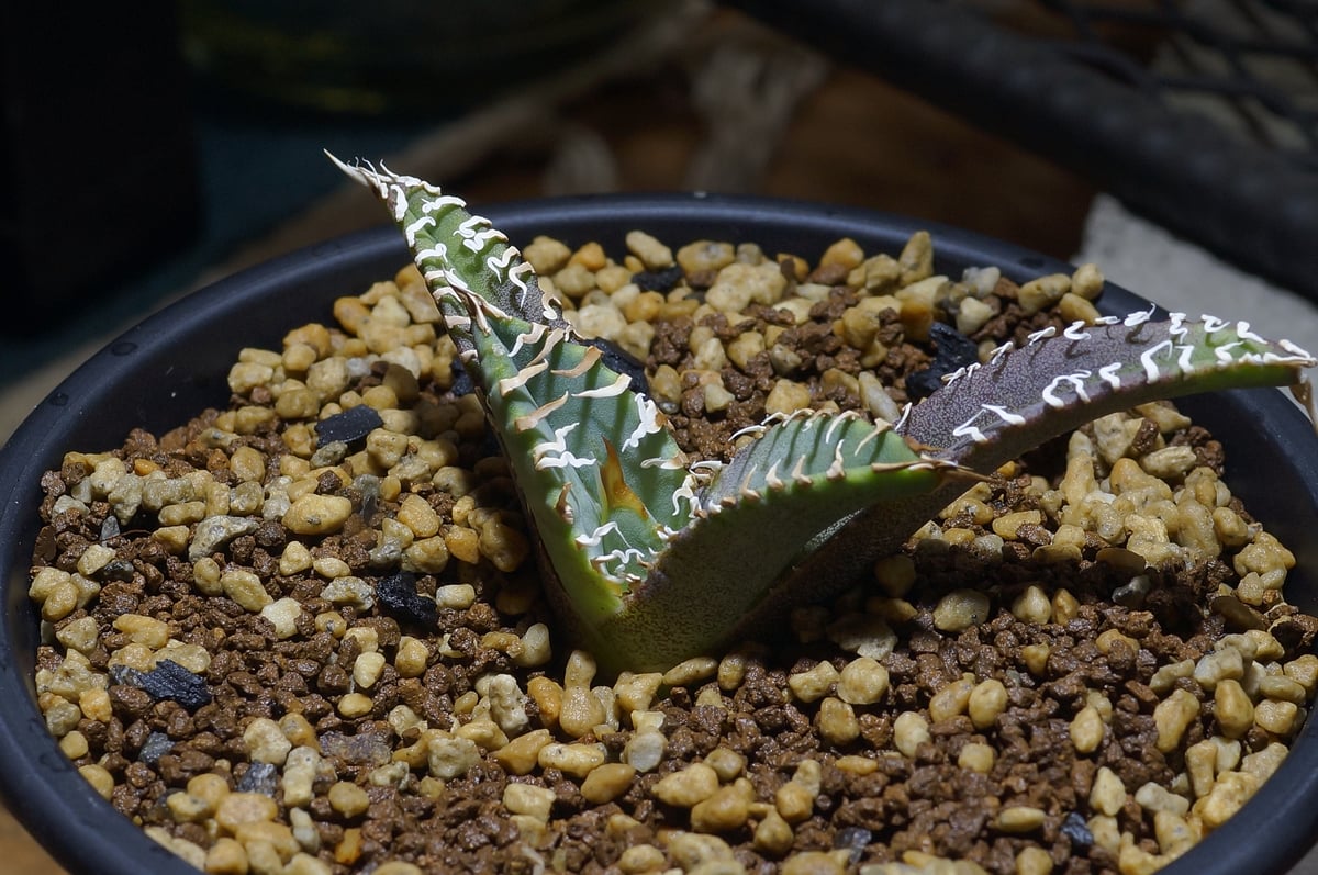 Agave titanota Godzilla　アガベ　チタノタ　ゴジラ Agave Titanota 