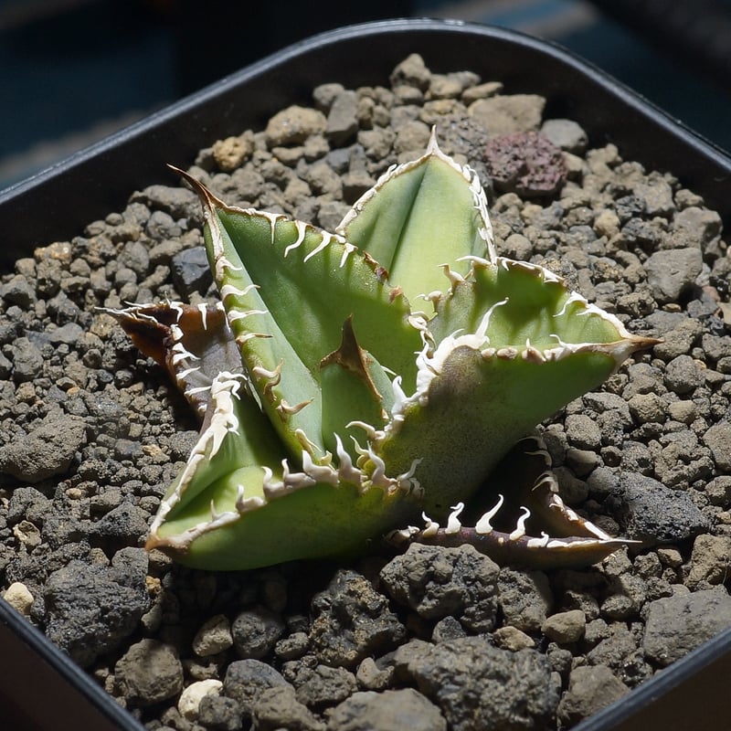 アガベ チタノタ 星空 / HZ-01 | アガベ専門店 モンスターハウス