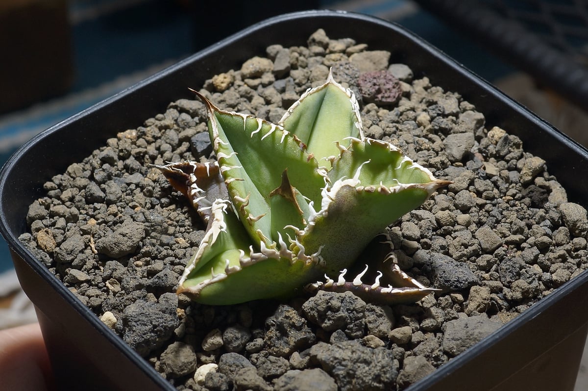 アガベ チタノタ 星空 / HZ-01 | アガベ専門店 モンスターハウス