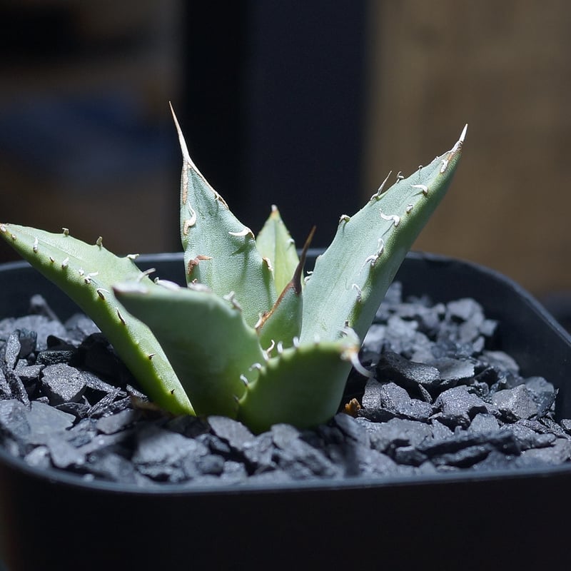 アガベ ハイブリッド 妖炎×姫厳竜/ Y×H-17 | アガベ専門店 モンスター