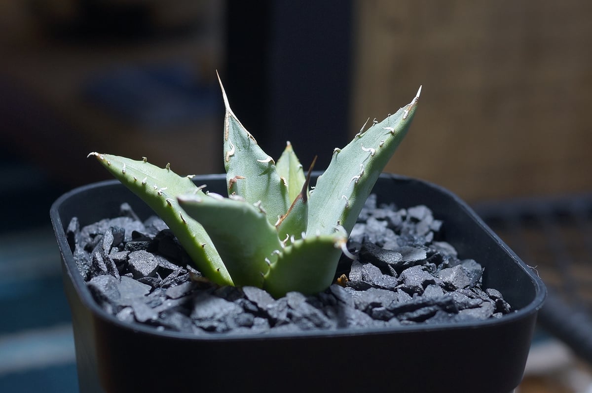 アガベ ハイブリッド 妖炎×姫厳竜/ Y×H-17 | アガベ専門店 モンスター