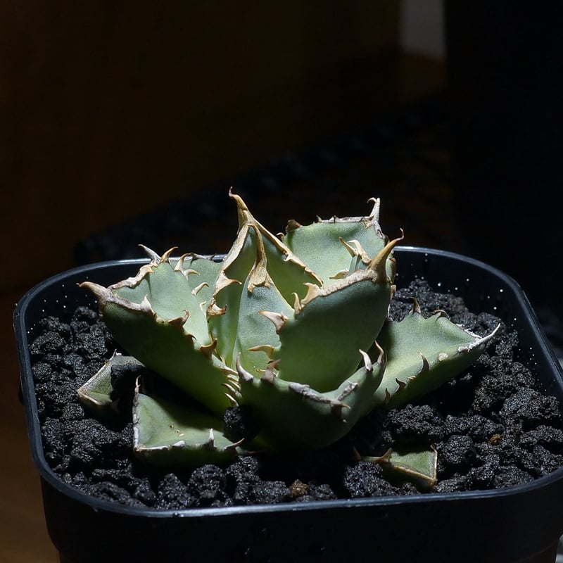 アガベ チタノタ 皇帝/EP-01 | アガベ専門店 モンスターハウス