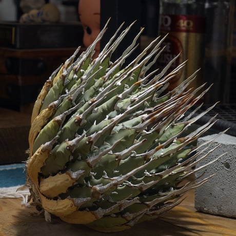 アガベユタエンシス | STORES