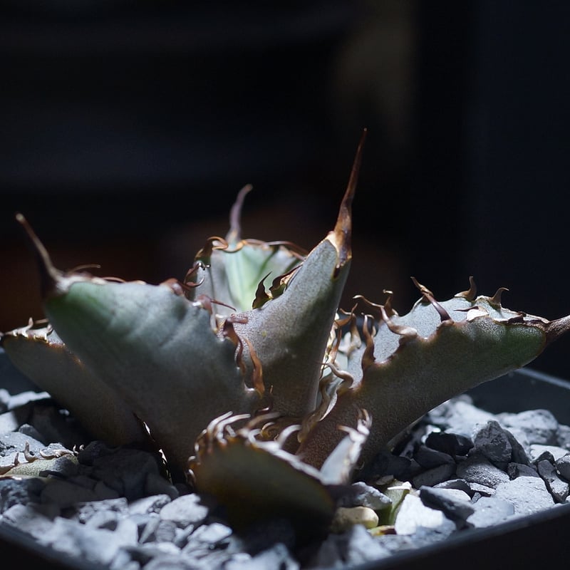 アガベ チタノタ 猟豹/ Dragon Agave産 ct-01 | アガベ専門店 モンスタ