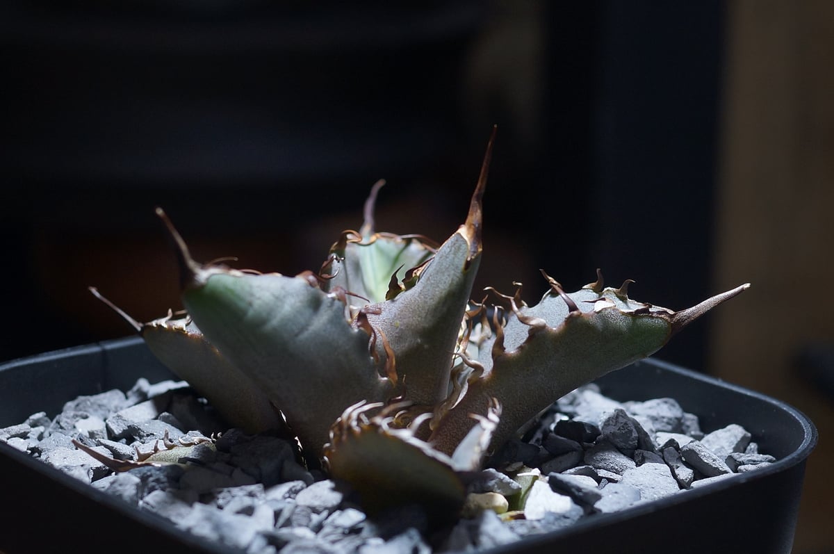 アガベ チタノタ 猟豹/ Dragon Agave産 ct-01 | アガベ専門店 モンスタ