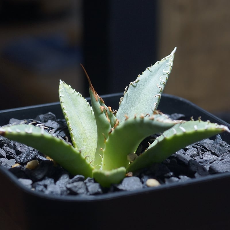 アガベ ハイブリッド 妖炎×姫厳竜/ Y×H-14 | アガベ専門店 モンスター