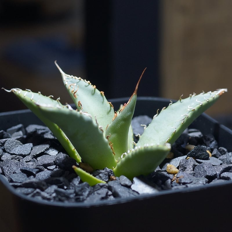 アガベ ハイブリッド 妖炎×姫厳竜/ Y×H-14 | アガベ専門店 モンスター