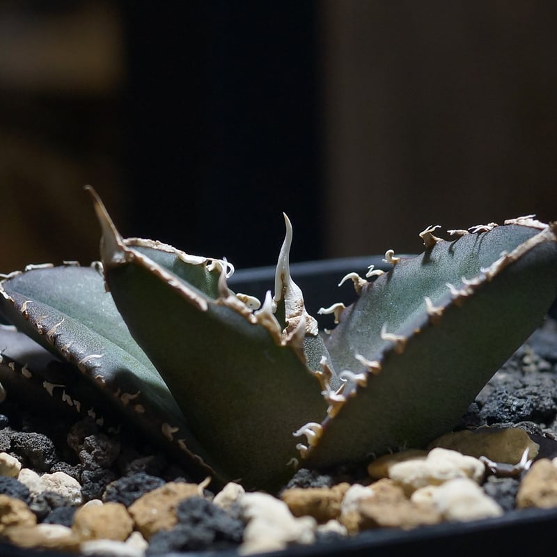 アガベ チタノタ 緑幽霊 / GG-06 | アガベ専門店 モンスターハウス