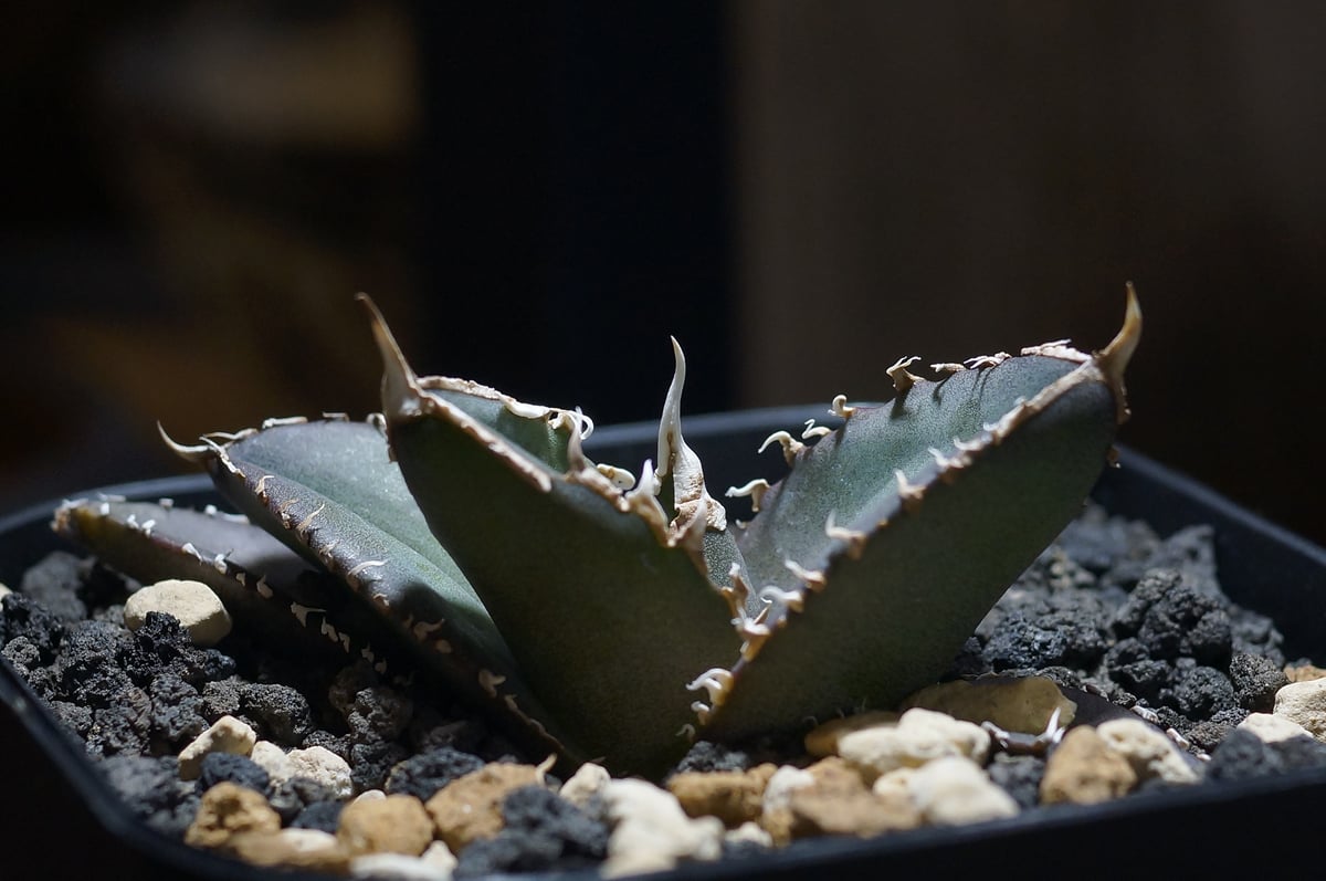 アガベオテロイ　緑幽霊 プランツ | 新入りの緑幽霊🤩😍 青さと期待感の高い鋸歯がよき