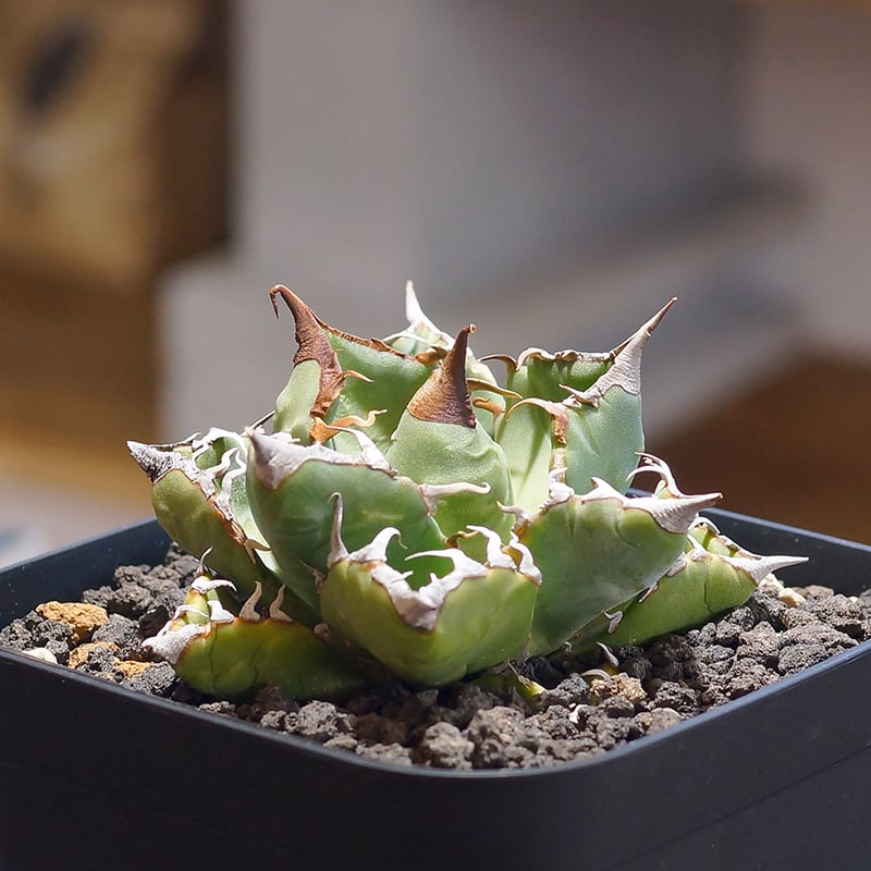 アガベ チタノタ 魔丸 / MG-05 | アガベ専門店 モンスターハウス