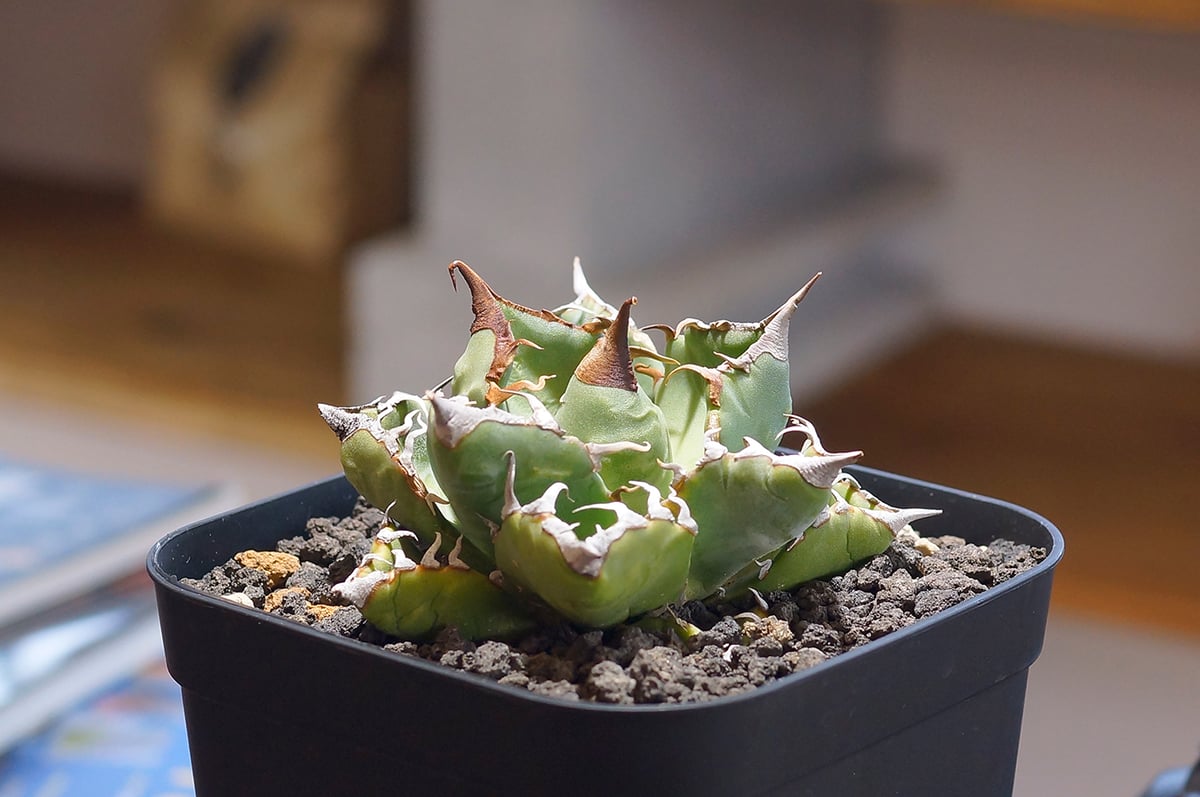 アガベ チタノタ 魔丸 / MG-05 | アガベ専門店 モンスターハウス