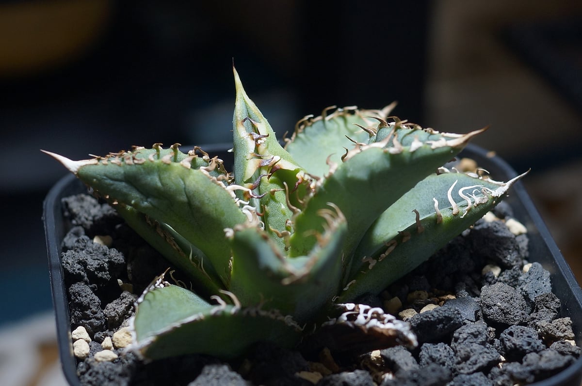 アガベ チタノタ 金蟾（キンセン）/ ks-01 | アガベ専門店 モンスター