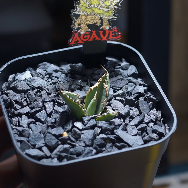 アガベ チタノタ 法老王/ Dragon Agave産 pr-01 | アガベ専門店 モンス