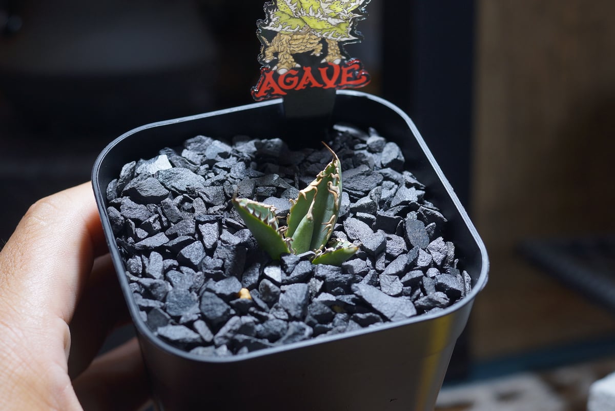 アガベ チタノタ 法老王/ Dragon Agave産 pr-01 | アガベ専門店 モンス