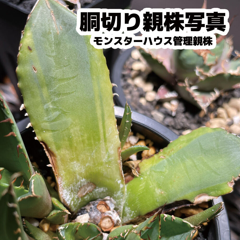 アガベ チタノタ ナンバーワン錦 子株 鉢付き(N1-02) | アガベ アガベ チタノタ ナンバーワン錦 子株 鉢付き(N1-02) | アガベ