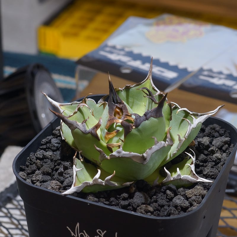 アガベ チタノタ ハデス / 黒帝斯 HD-05 | アガベ専門店 モンスターハウス