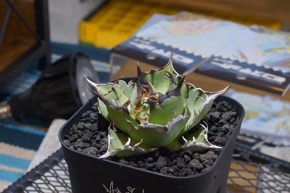 アガベ　ハデス アガベ・チタノタ (黒帝斯)ハデス_小-010｜agave titanota hades |