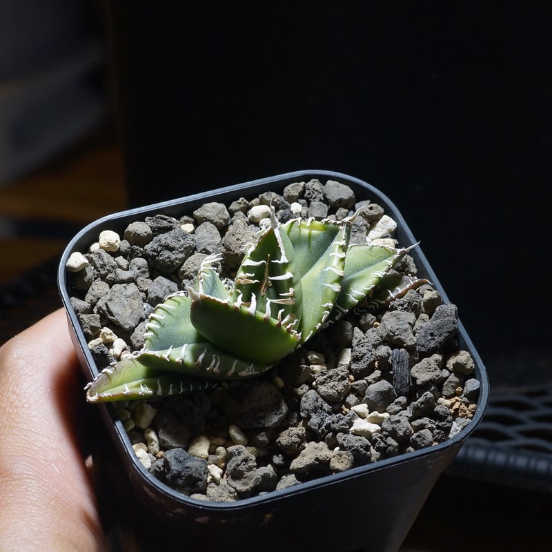 アガベ チタノタ 南アフリカダイヤモンド / SAD-12 | アガベ専門