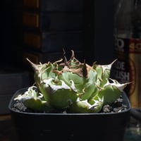 アガベ チタノタ シーザー 凱撒/ 毒刺産 cae-14 | アガベ専門店