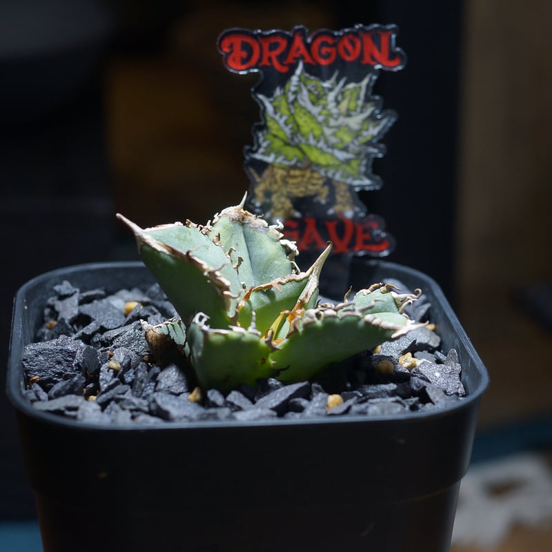 アガベ チタノタ 清櫻/ Dragon Agave産 so-03 | アガベ専門店 モンスタ