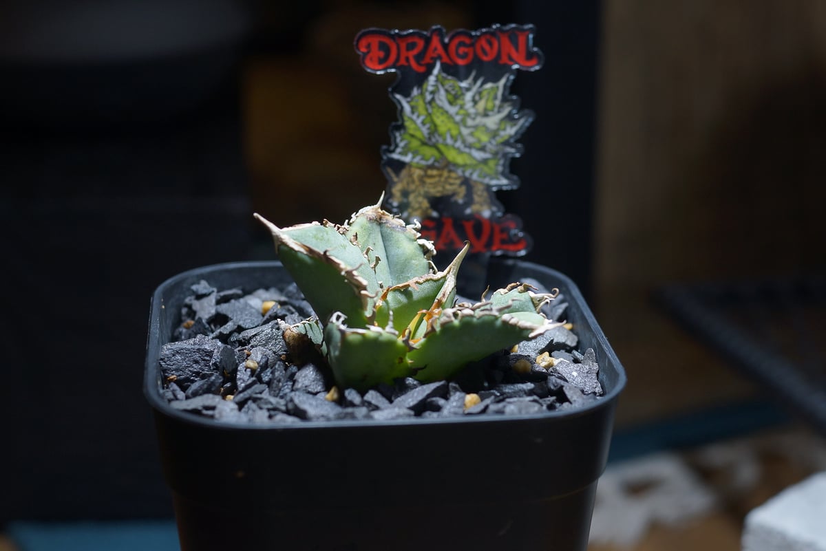 アガベ　チタノタ　清櫻 アガベ チタノタ 清櫻/ Dragon Agave産 so-03 | アガベ専門店 モンスタ