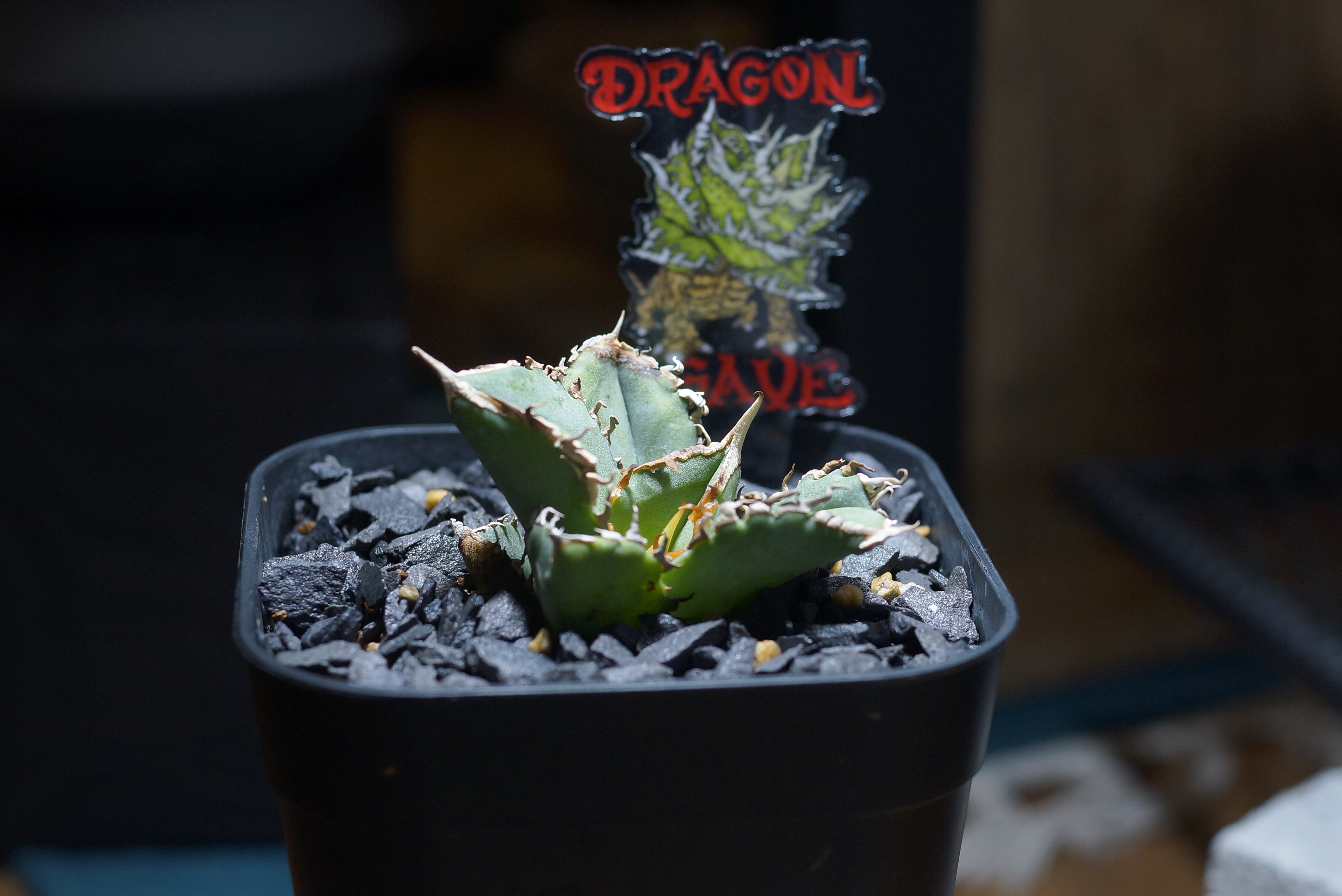 アガベ チタノタ 清櫻/ Dragon Agave産 so-03 | アガベ専門店 モンスタ