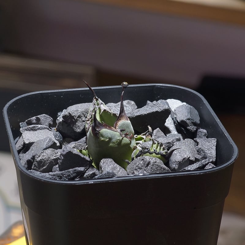 アガベ チタノタ ブルー実生/ Dragon Agave産 bs-03 | アガベ専門店 モ