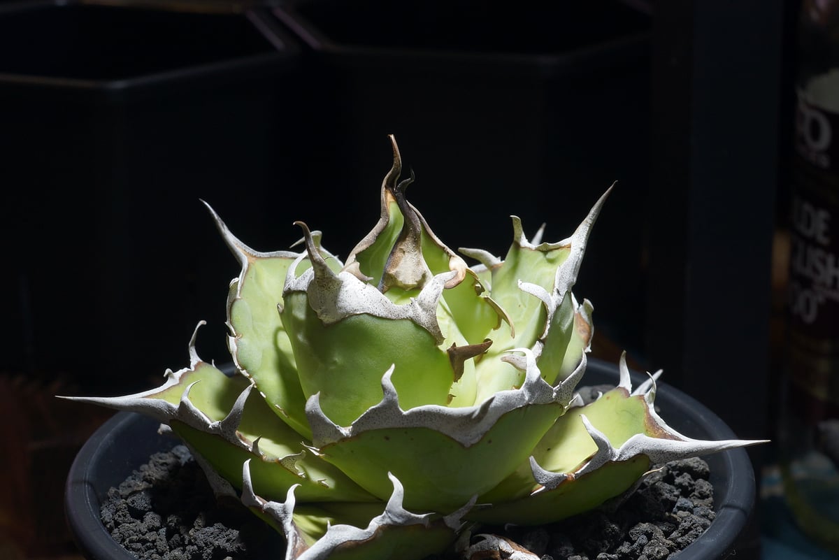 アガベ チタノタ ハデス / Dragon Agave産 黒帝斯 HD-09 | アガベ専門店