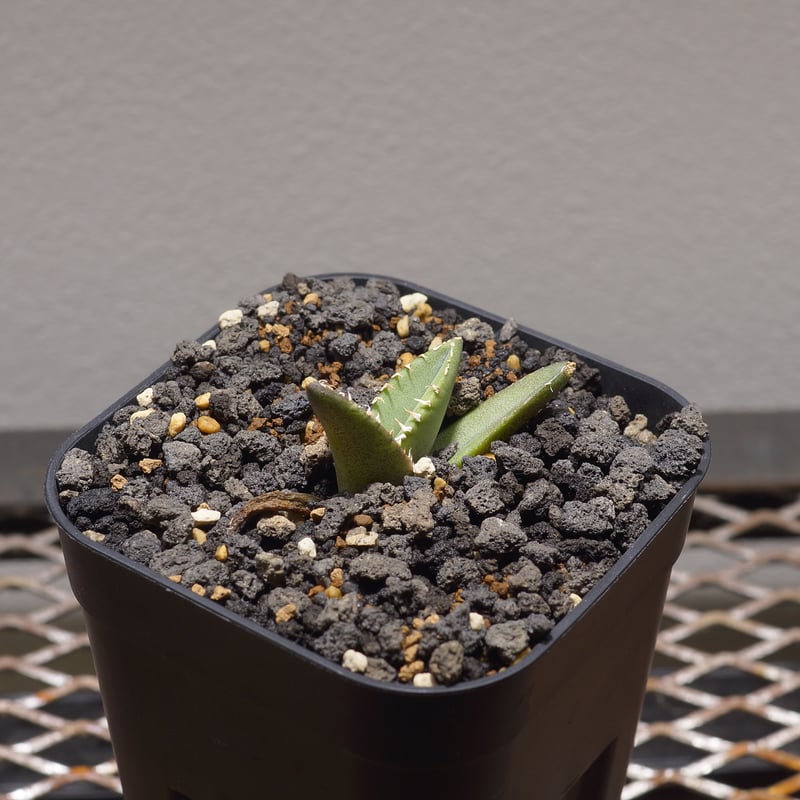 アガベ チタノタ 大白鯊 / WS-02 | アガベ専門店 モンスターハウス