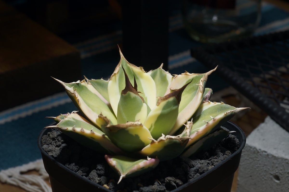 【現品】アガベ チタノタ スナグルトゥース　別名：暴牙　5号鉢　WTP番 現品・現物】アガベ チタノタ スナグルトゥース / Agave titanota