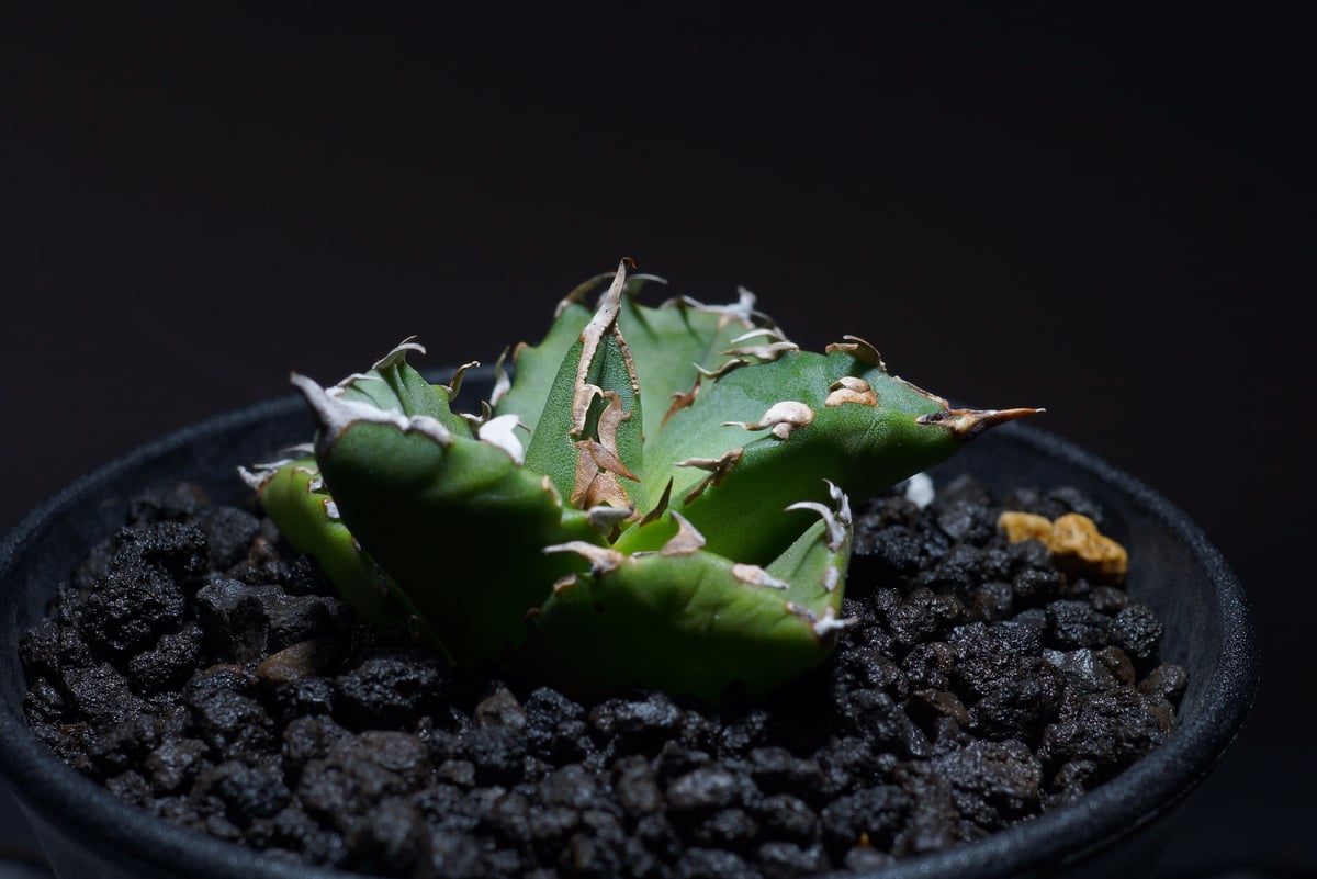 希少高級株　アガベ　アテナータ　翡翠盤　インドネシア輸入株　総柄　サボテン 希少高級株 アガベ アテナータ 翡翠盤 インドネシア輸入株 総柄