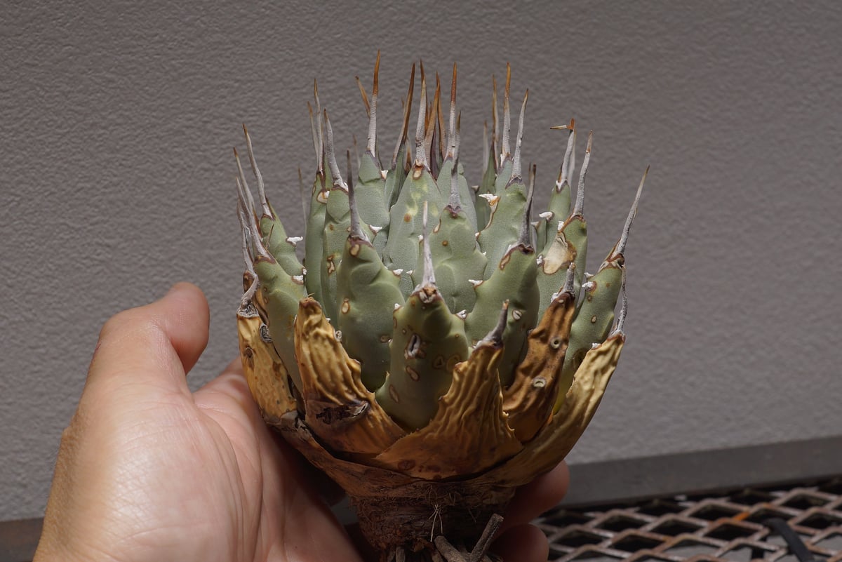 アガベ ユタエンシス エボリスピナ / ES-01【1月4日発根済】 | アガベ