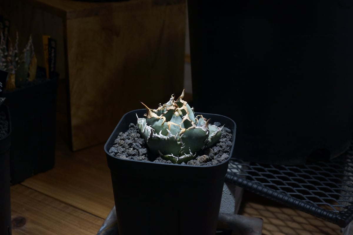 アガベ・チタノタ・白鯨 アガベ・チタノタ白鯨（ボールタイプ）中-070｜agave titanota
