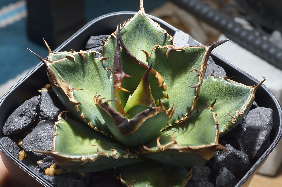 アガベ チタノタ 緑犀牛/ Dragon Agave産 GR-03 | アガベ専門店 モンス