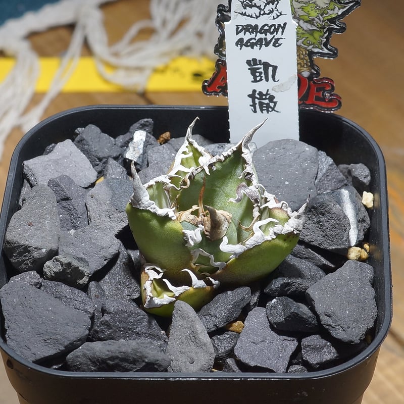 アガベ チタノタ シーザー 凱撒/ Dragon Agave産 cae-18 | アガベ専門店