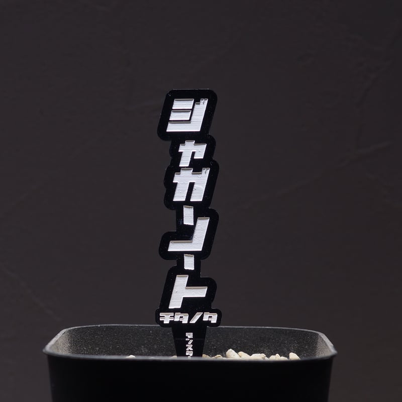 アガベ 品種 プランツタグ 黒】チタノタ ジャガーノート | アガベ専門