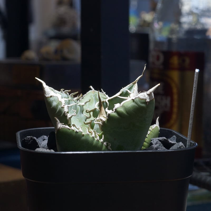 アガベ チタノタ 悪魔くん ak-01 | アガベ専門店 モンスターハウス