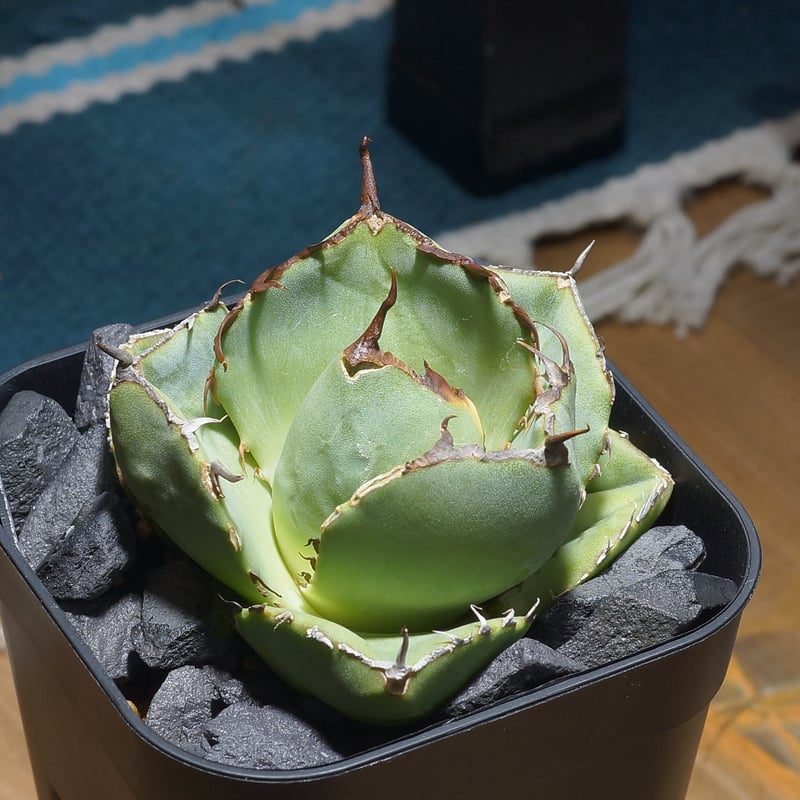 アガベ チタノタ ジャガーノート / JN-03 | アガベ専門店 モンスターハウス