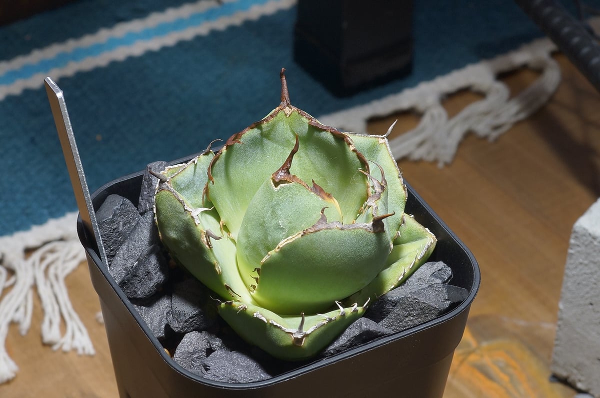 アガベ チタノタ ジャガーノート / JN-03 | アガベ専門店 モンスターハウス