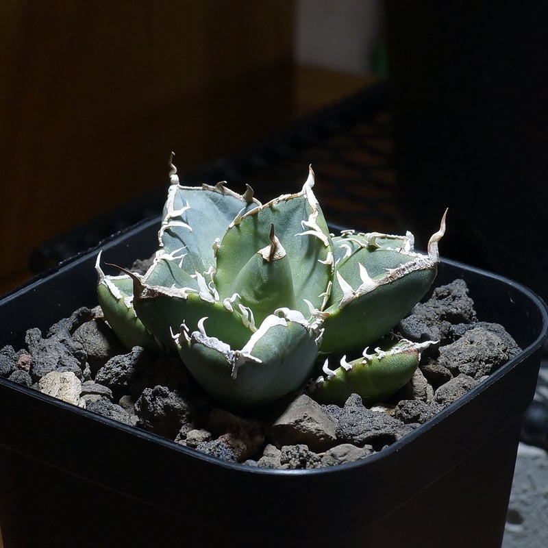 アガベ チタノタ 南アフリカダイヤモンド / SAD-06 | アガベ専門店